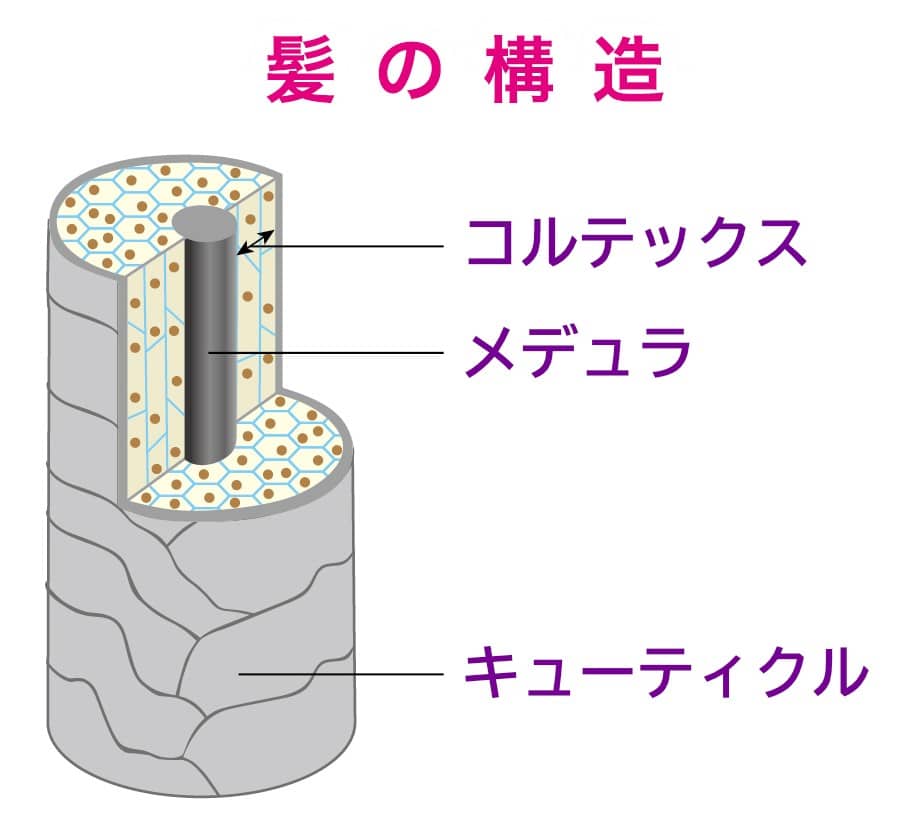 髪の構造をあらわした図