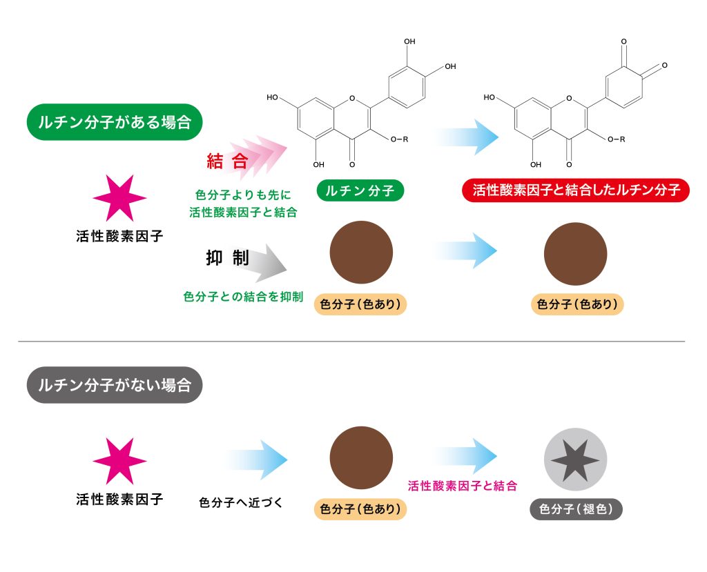 ルチンの効果イメージ